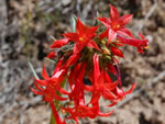 Scarlet Gilia (Ipomopsis aggregata).