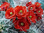 Scarlet Hedgehog Cactus (Echinocereus coccineus).