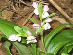 Showy Orchid (Galearis spectabilis).