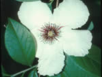 Silky Camellia (Stewartia malacodendron).