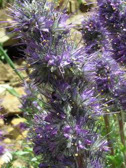 Close-up of the inflorescence of Phacelia sericea.