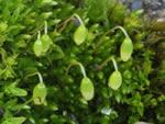 Silvergreen Bryum Moss (Bryum argenteum).
