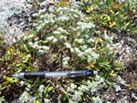 Silverling (Paronychia argyrocoma).