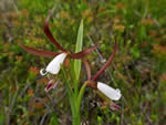 Small Spreading Pogonia (Cleistes bifaria)