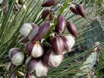 Soapweed Yucca (Yucca glauca)
.