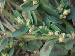 Chamaesyce maculata.