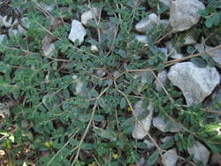 Chamaesyce maculata.