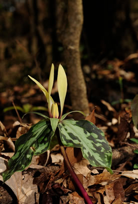 Spotted Trillium (Trillium maculatum).
