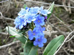 Short-styled Bluebell (Mertensia brevistyla)
