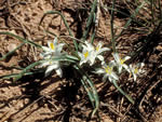 Star Lily (Leucocrinum montanum).