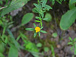 Pencil Flower (Stylosanthes Biflora).