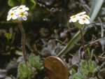 Sweetflower Rock Jasmine (Androsace chamaejasme ssp. carinata
