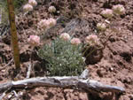 Tufted Wild Buckwheat (Eriogonum ovalifolium)