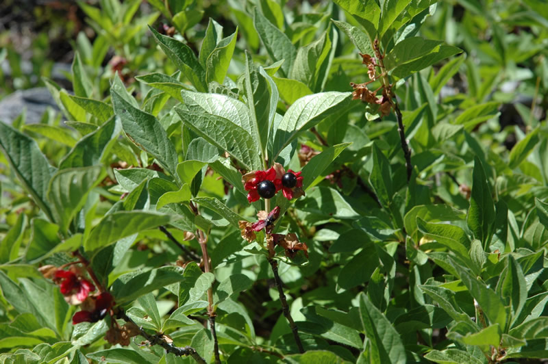 honeysuckle tree berries