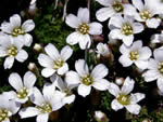 Twinflower Sandwort (Minuartia obtusiloba)