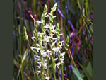 Ute Lady's Tresses (Spiranthes diluvialis).