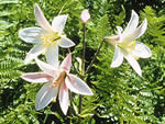 Washington lily, Lilium washingtonianum.