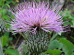 A closer look at the attractive flowering head of the wavyleaf thistle (Cirsium undulatum (Nutt.) Spreng.).