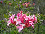 Western Azalea (Rhododendron occidentale)
