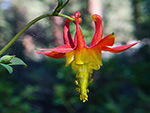 Western Columbine (Aquilegia formosa) wildflower in central Oregon forest. © Rex Wholster - stock.adobe.com
