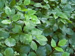 Western Poison-ivy (Toxicodendron rydbergii).