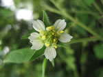 Whiteflower Leafcup (Polymnia canadensis).