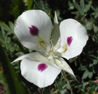 White Mariposa Lily.