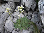 White mountain-saxifrage (Saxifraga paniculata).