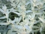 White Sagebrush (Artemisia ludoviciana).