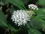White Swamp Milkweed (Asclepias perennis).