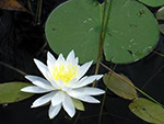White Water Lily flower and leaf.