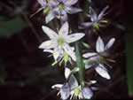 Wild hyacinth, Camassia scilloides.