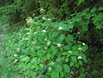Wild Hydrangea (Hydrangea arborescens).