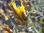 Winward’s goldenweed (Ericameria discoidea var. winwardii) in flower, ridge south of South Fork Twin Creek, Lincoln County, Wyoming, 23 August 2011. Photo by Walter Fertig.