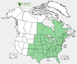 Pedicularis canadensis range map.