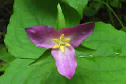 Western white trillium purple flower.