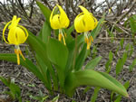 Yellow Avalanche-lily (Erythronium grandiflorum)