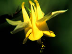 Yellow Columbine (Aquilegia flavescens)