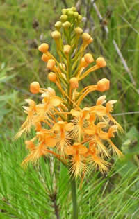 Yellow Fringed Orchid.
