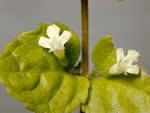 Yerba Buena (Clinopodium douglasii)