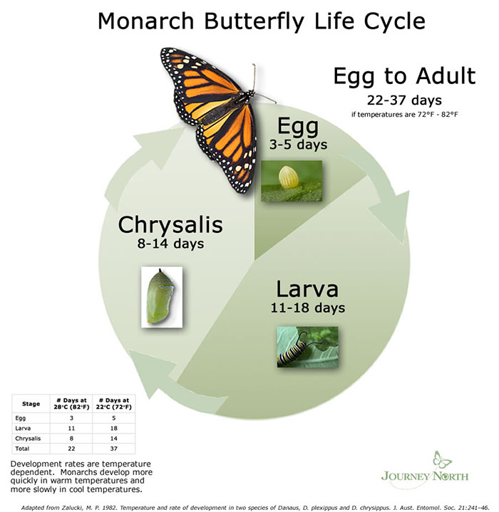 Monarch Butterfly Life Cycle graphic. See long description.