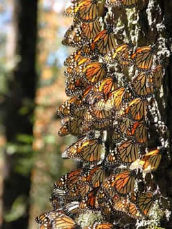 An adult Monarch butterflies congregating on a tree trunk.