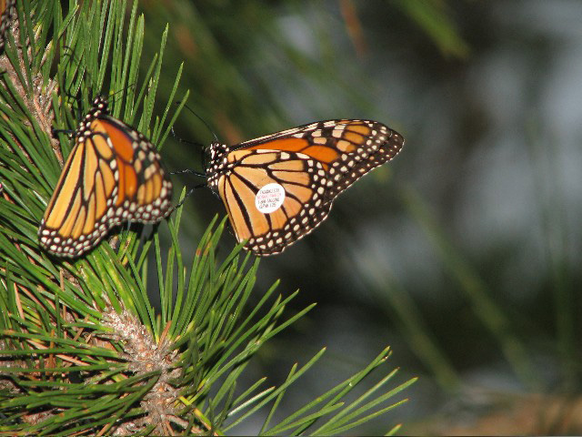 Picture of a tagged monarch butterfly.