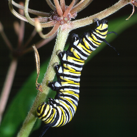 Picture of a monarch larva on a milkweed stem.