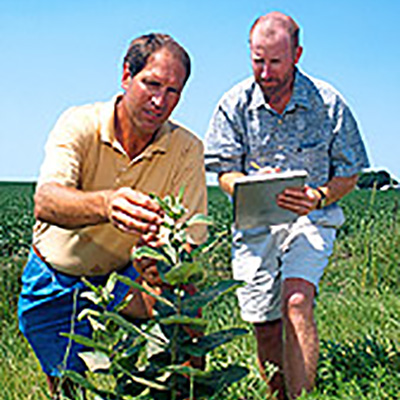 Picture of two researchers inspecting a milkweed plant.