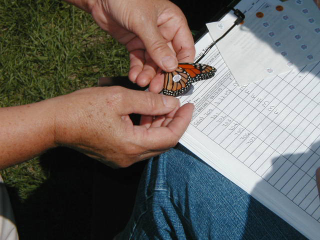 Picture of a tagged monarch butterfly being held by one person over a clip board and data sheet in the lap of another person.