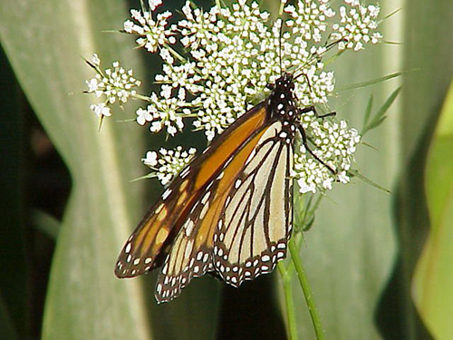 Picture of a monarch butterfly on a white flower.