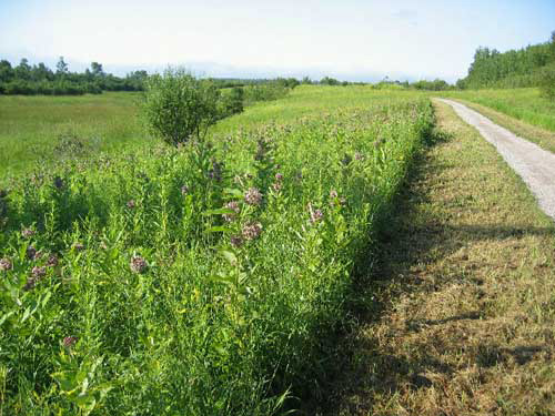 Picture of milkweed growing along a trailside and field.