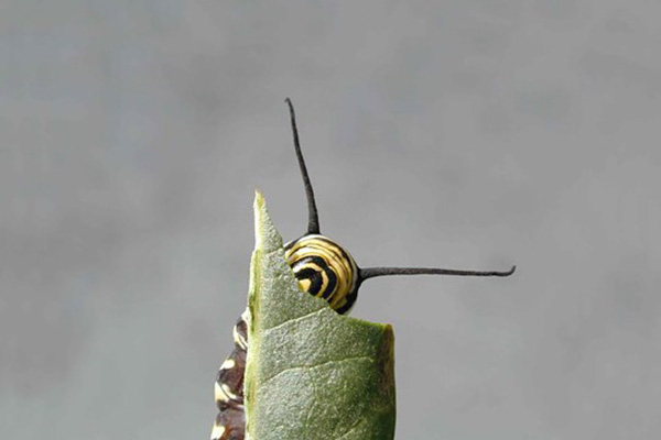 Closeup picture of a monarch larva eating a milkweed leaf.