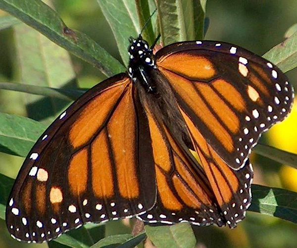 Picture of a monarch butterfly.